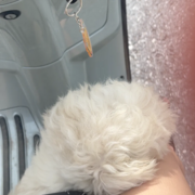 vitchuche