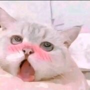 xemseet