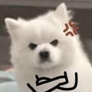 japrn