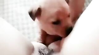 Em gái mới lớn ở nhà một mình nứng lồn quá bắt chó lại cho liếm lồn cho bớt ngứa lồn