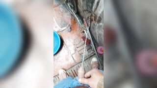 Chó đái bậy