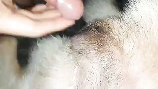 Bắn tinh vào lồn chó
