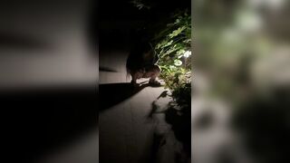 bắt quả tang, nhỏ này lén lút tè bậy nhá! đái lẹ, có người tới kìa!