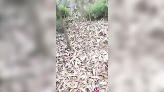 Bắt quả tang vợ nhà ai tằng tịu với trai già trong rừng