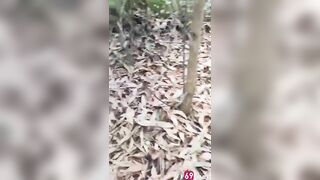 Cụ ông trâu già gặm cỏ non public trong rừng