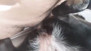 Trung niên và chú chó cưng