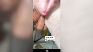 Cặc da đen cũng đút vào lồn chó cái vô tư