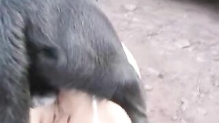 Vợ cho chó thông lỗ đít
