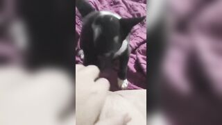 Bé 2k9 Mới Lớn Cho Chó Bú Lồn Còn Kêu Bú Miếng Đi Bú Miếng Đi Nứng Thiệt