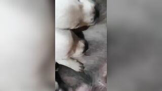 Chơi chó đẻ phê nửa đời ngườ