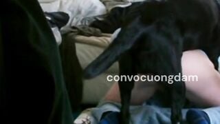 Súc vật bố giữ tay giữ chân con gáI riêng của vợ lạI để cho chó thụ tinh