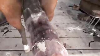 hot sex trịck ngựa 3d