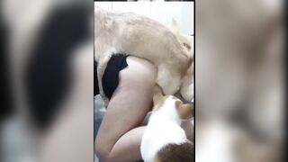 động vật vui vẻ 3