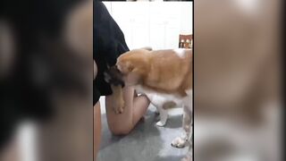 động vật vui vẻ 3