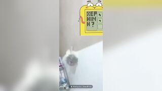Idol nìi show vú