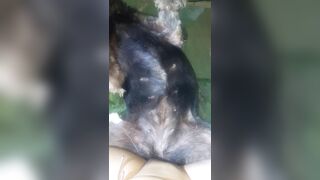 Đụ chó cái 2