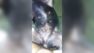 Đụ chó cái 2