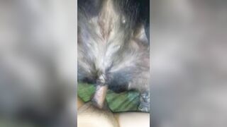 Đụ chó cái 2