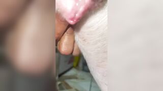 Đụ em chó bắm tinh vào trong