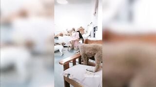 Live loạn luân với bầy chó