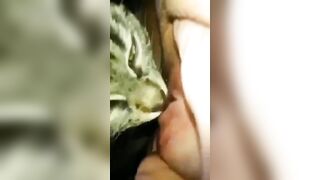 Mèo liếm lồn