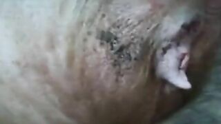 Đụ heo 5