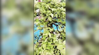 Em gái hàng múp khoe hàng rồi tự móc lồn