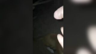 Trâu bò húc nhau