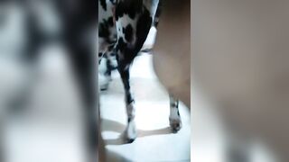 Chai vịt chịt chó đốm