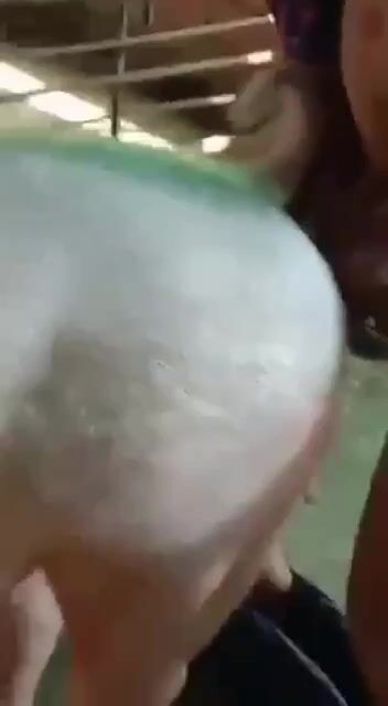 Thiếu niên và heo nái