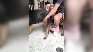 Thông đít em đực