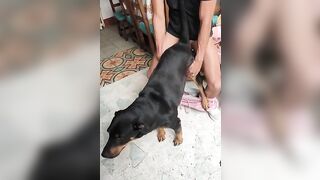 Thông đít em đực