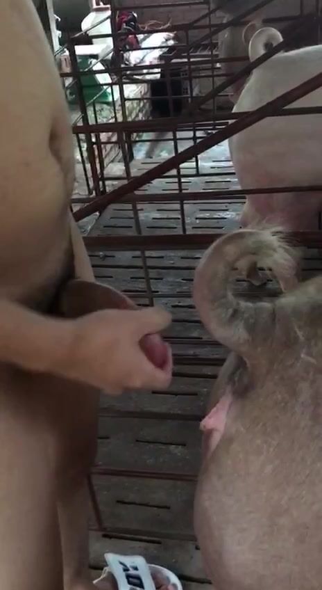 Cặt cong chịt em nái