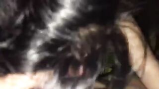 Dogyyy