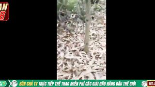Cụ ông 80 tuổi dẫn Cháu dâu lên Rừng đit ko bao Xuất Tinh đầy lồn bị phát hiện