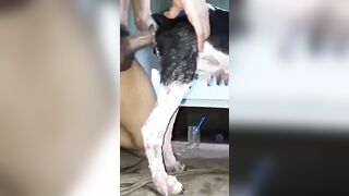Chó già chiều anh cặt khủng
