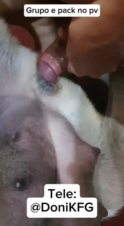 Nghe cải lương và chịt chó