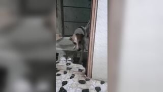 Cho nứng rồi dụ vô toilet