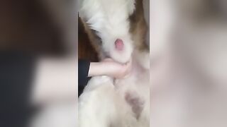 sục cặc chó