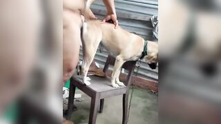 Bé vàng số hưởng