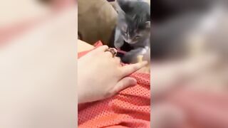 Em gái nứng lồn cho mèo lím lồn luôn