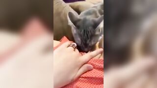 Em gái nứng lồn cho mèo lím lồn luôn