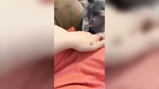 Em gái nứng lồn cho mèo lím lồn luôn