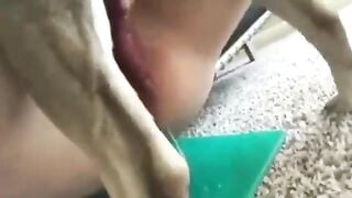 chó đụ ngập tinh