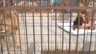 Thử cảm giác đụ nhau trong lồng sư tử,nó xem mà nứng