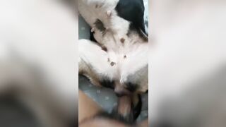 mùng một Tết xuất tinh trong lồn chó cưng
