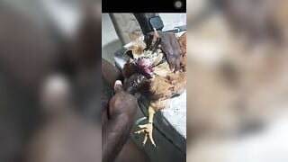Video quan hệ tình dục với gà mái