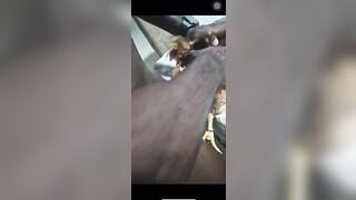 Video quan hệ tình dục với gà mái