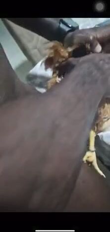 Video quan hệ tình dục với gà mái