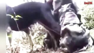 Bộ đội đụ chó
